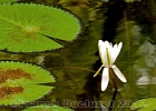 IMG_1517-001.jpg