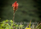 IMG_5750.jpg