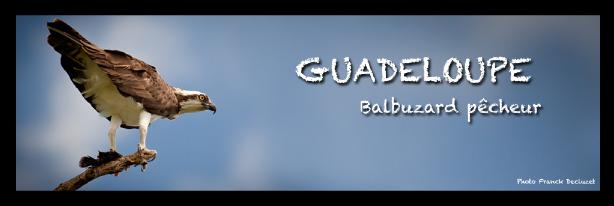 BALBUZARD