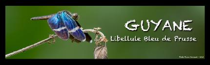 libellulebleue