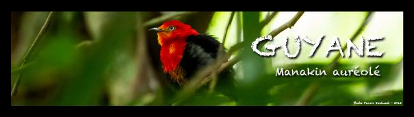 Manakin